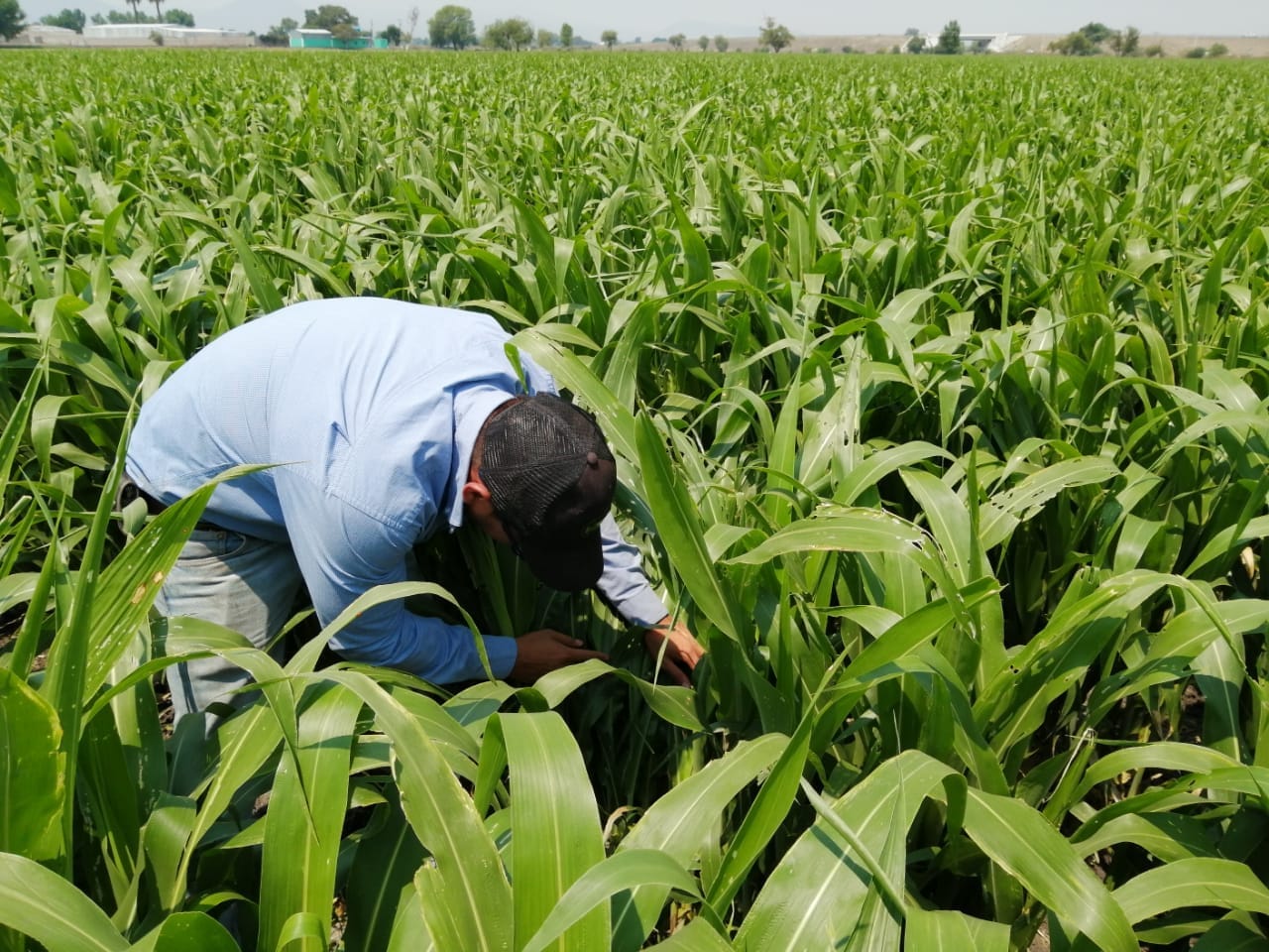 SORGO