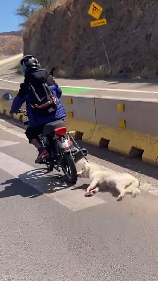 PERRITO