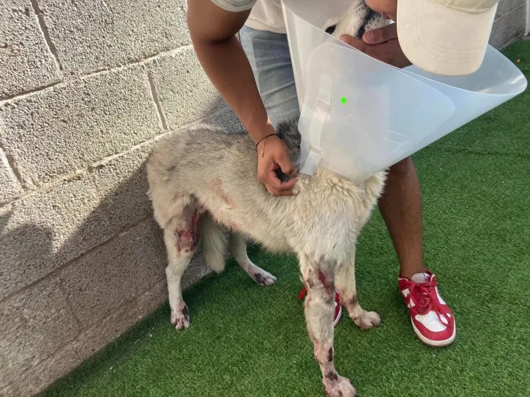 PERRITOS-2