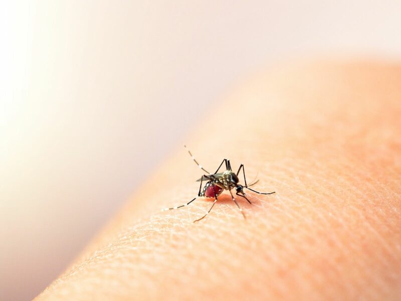 DENGUE