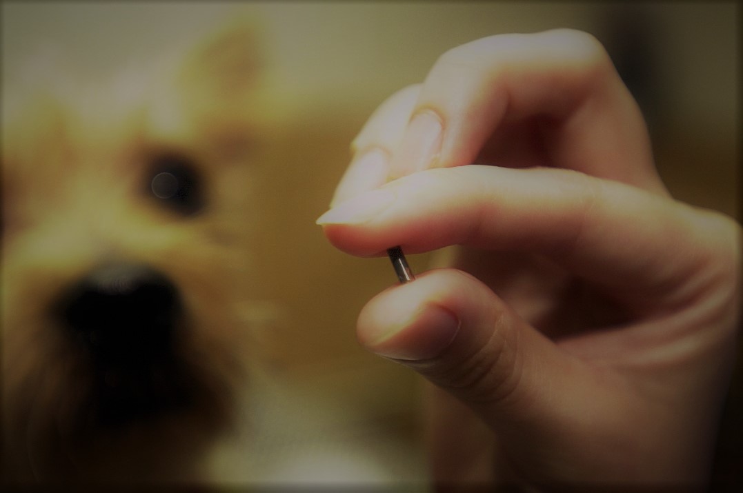 microchip-perros