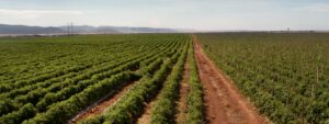 AGRICULTURA