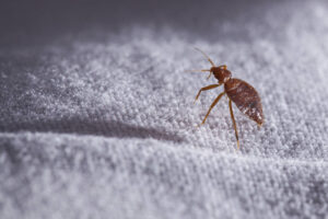 Bed,Bug,Cimex,Lectularius