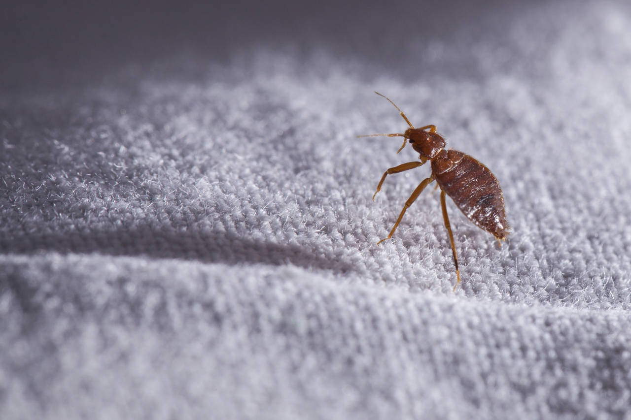 Bed,Bug,Cimex,Lectularius