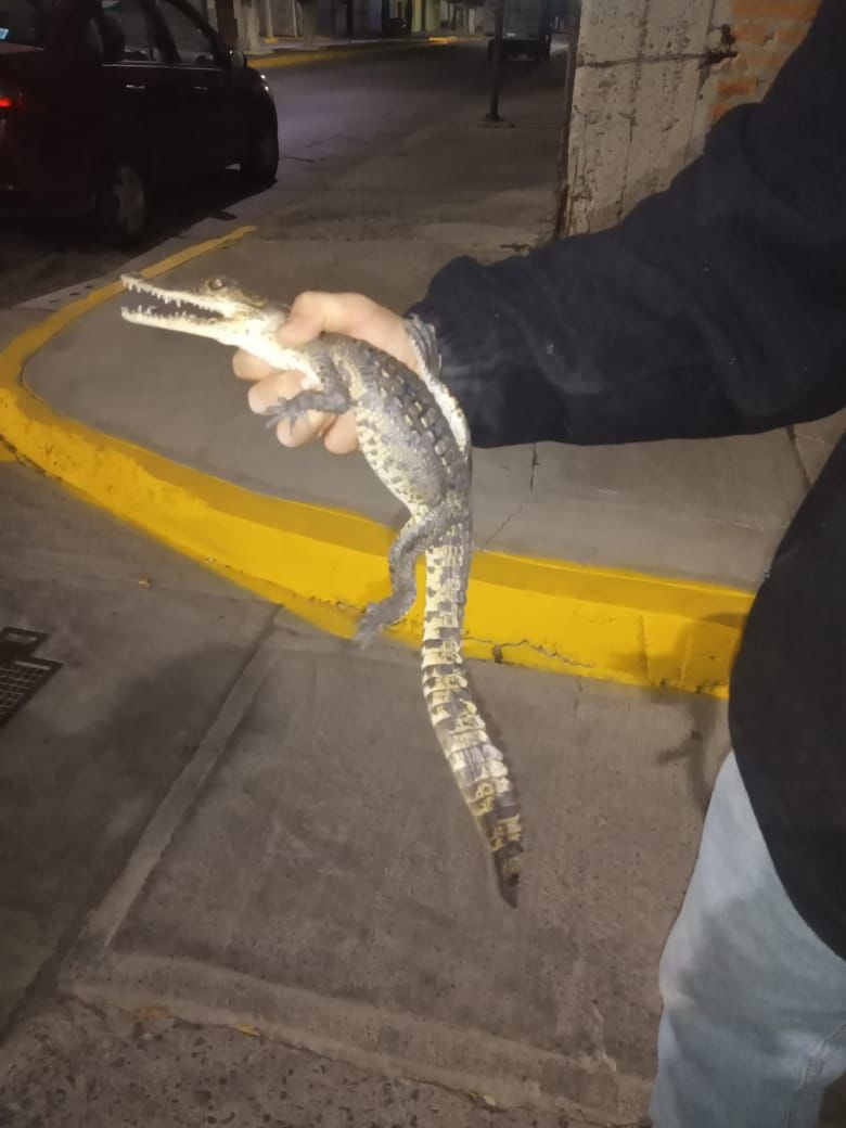COCODRILO