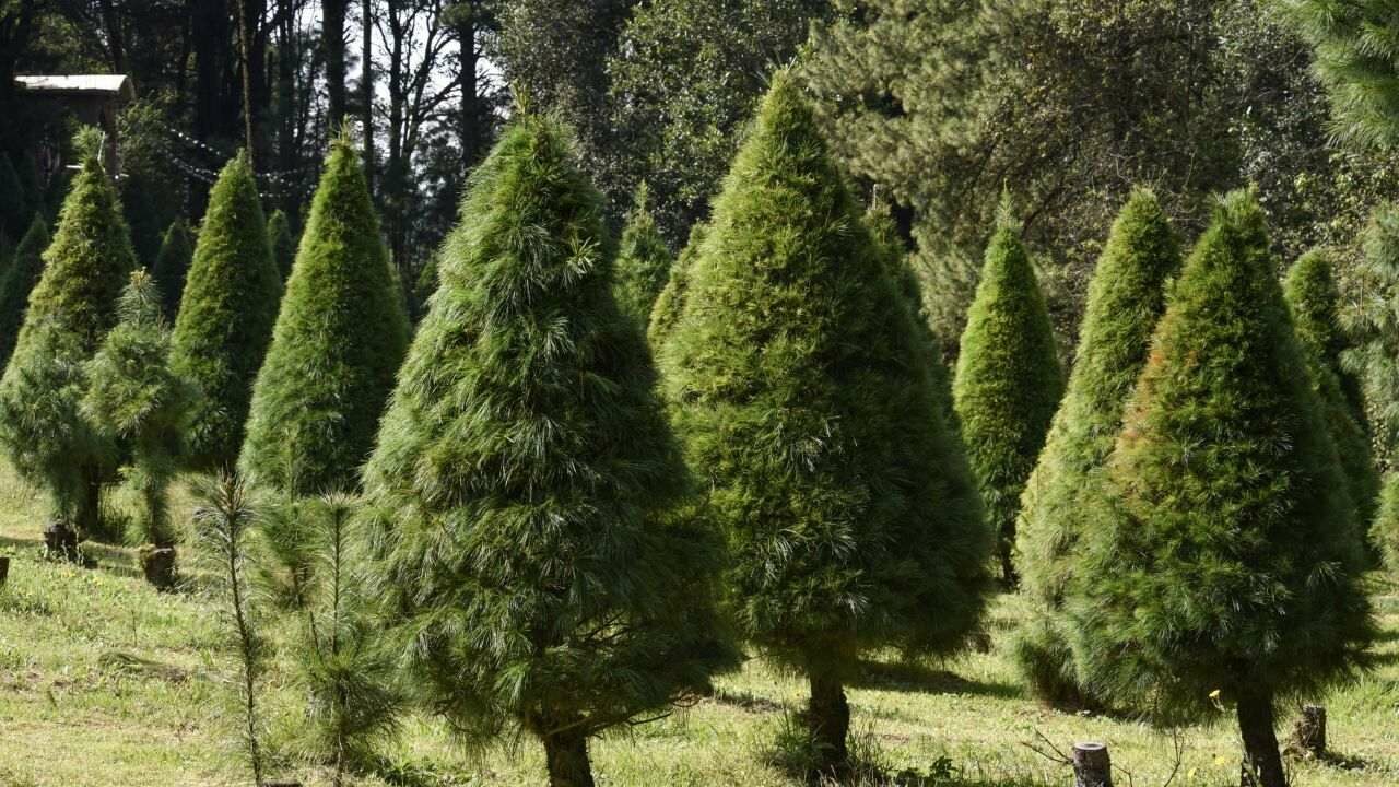 ARBOLES