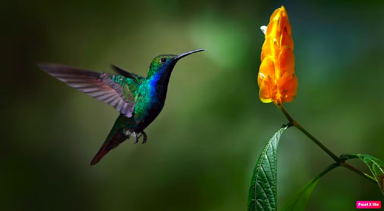 COLIBRÍ