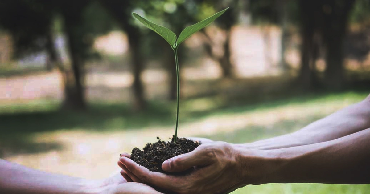REFORESTACION