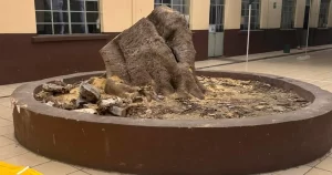 TALA-ARBOL