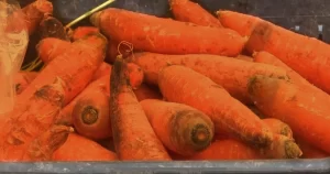 VERDURAS