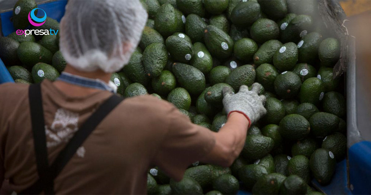 AGUACATE
