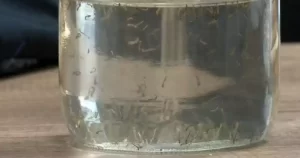 DENGUE