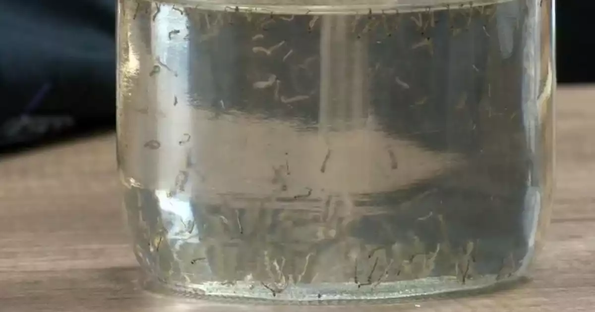 DENGUE