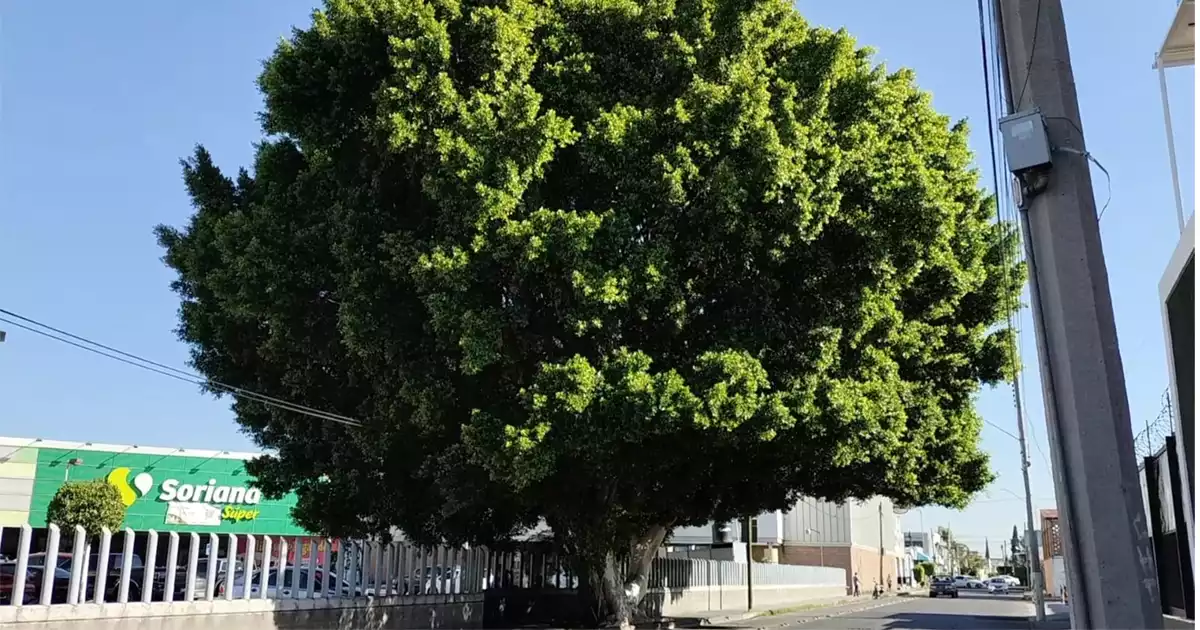 LAUREL