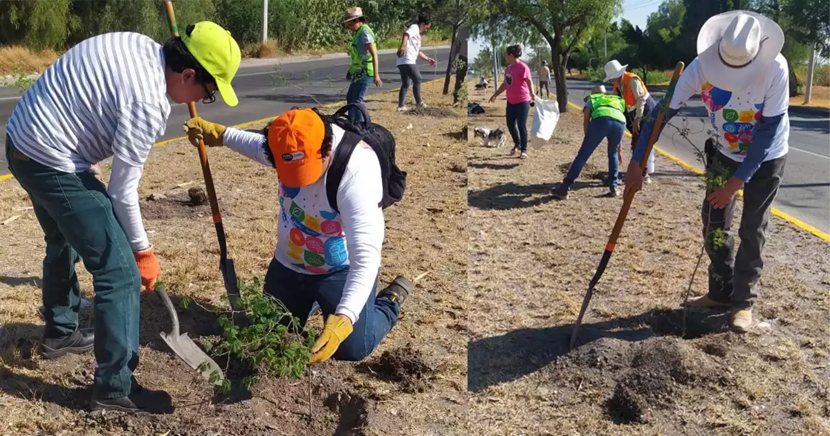 REFORESTACION-CYA