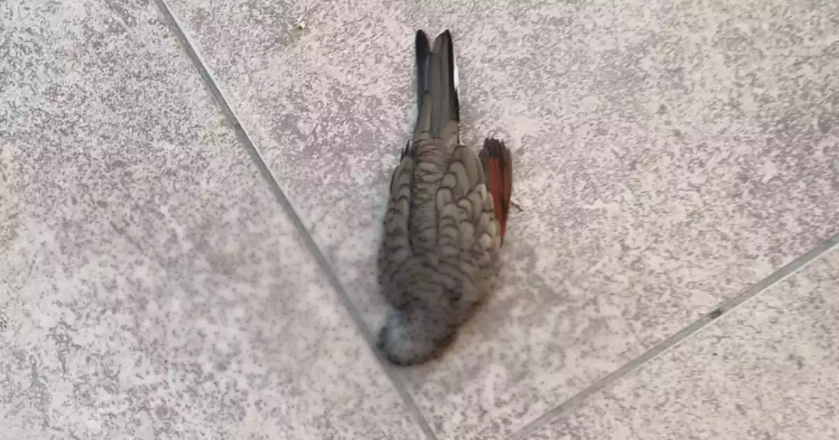AVES