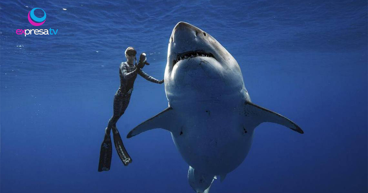 TIBURONES