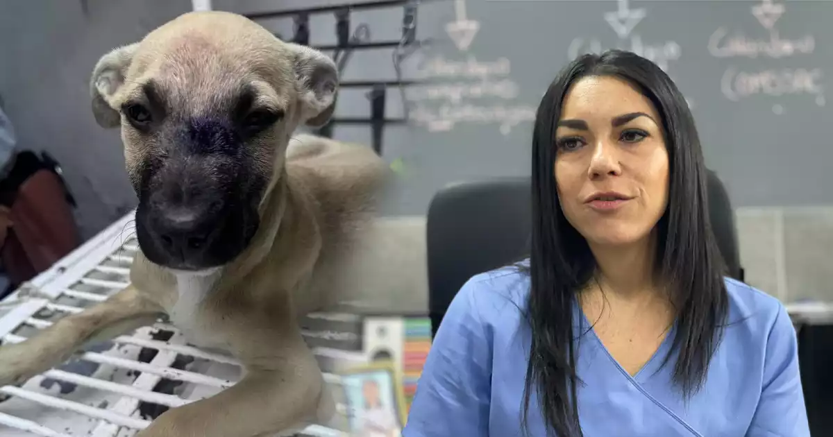 CASO PERRITO
