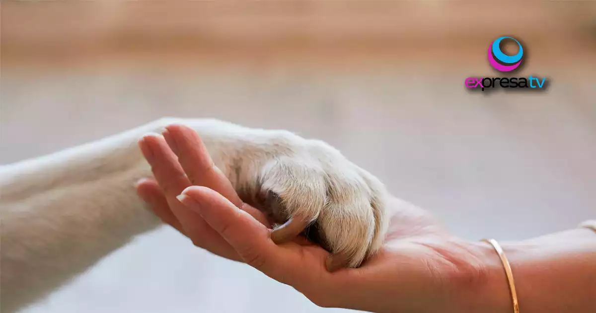 DERECHOS ANIMALES