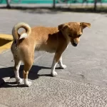 ESTERILIZACIÓN