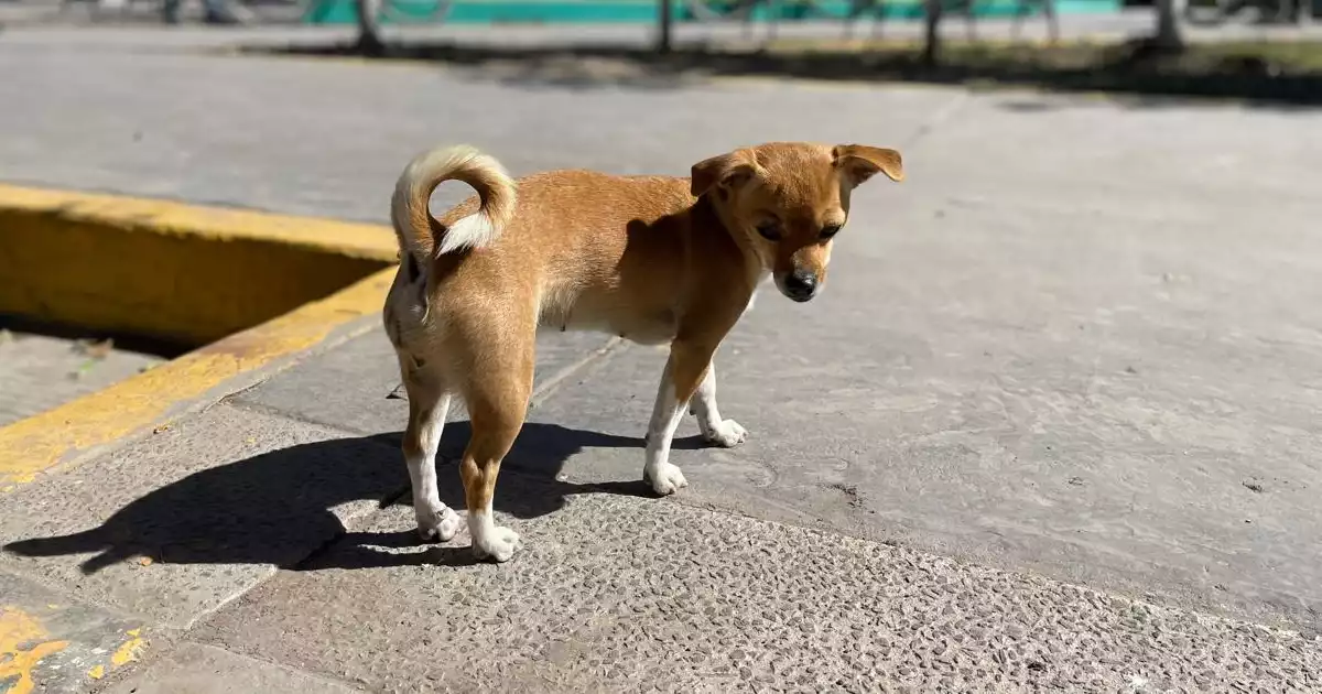 ESTERILIZACIÓN