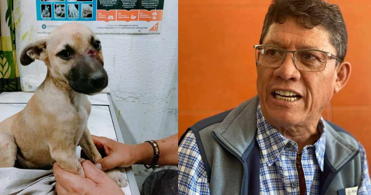 MALTRATO ANIMAL