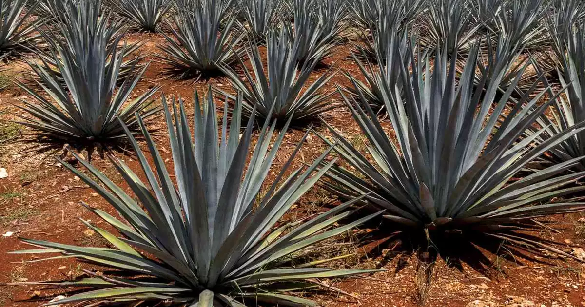 MEZCAL