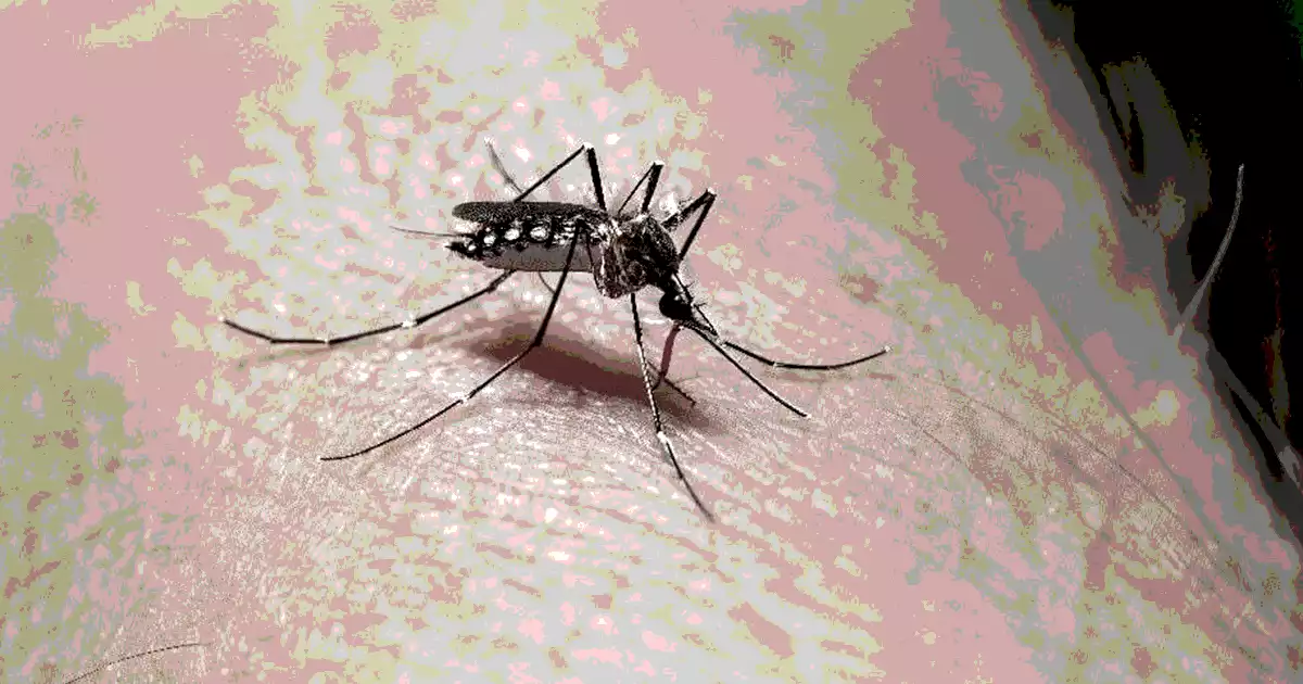 MUERTE DENGUE