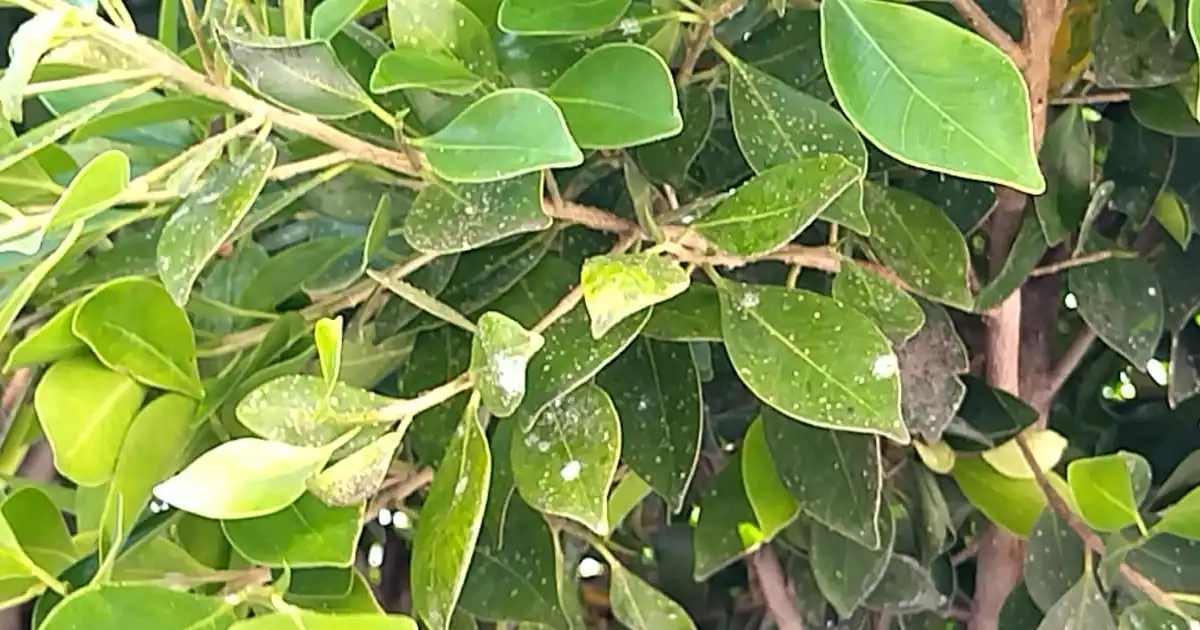 PALOMILLA APASEO
