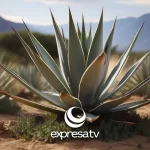 AGAVE
