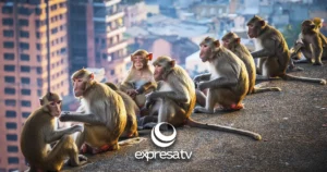 MONOS