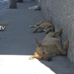 PERROS JARAL