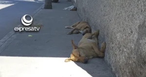 PERROS JARAL