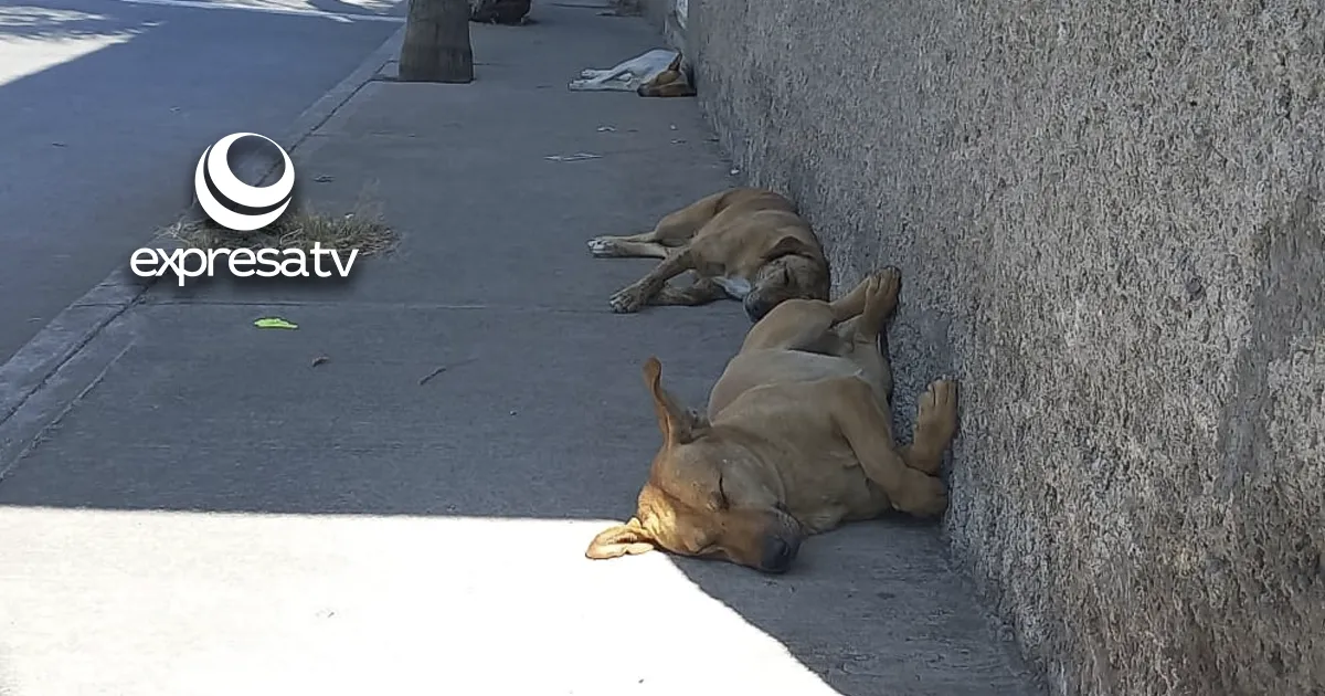 PERROS JARAL
