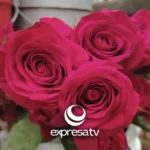 FLORES