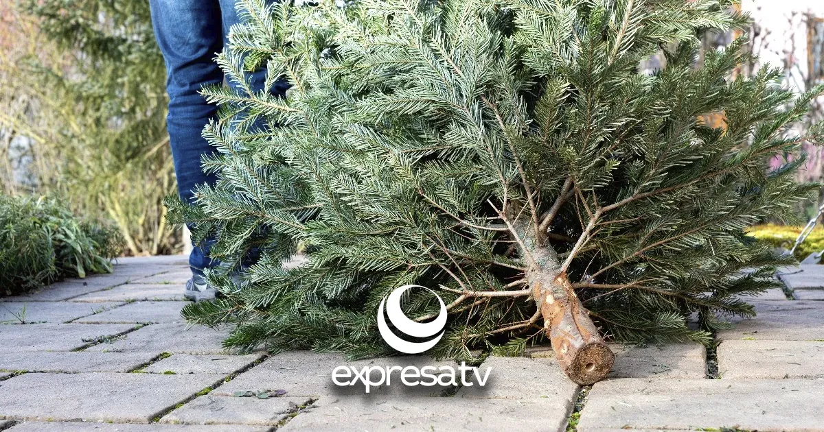 ÁRBOLES DE NAVIDAD
