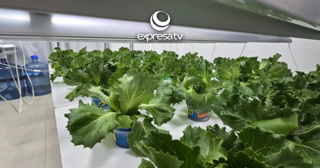 lechuga-celaya