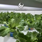 lechuga-celaya