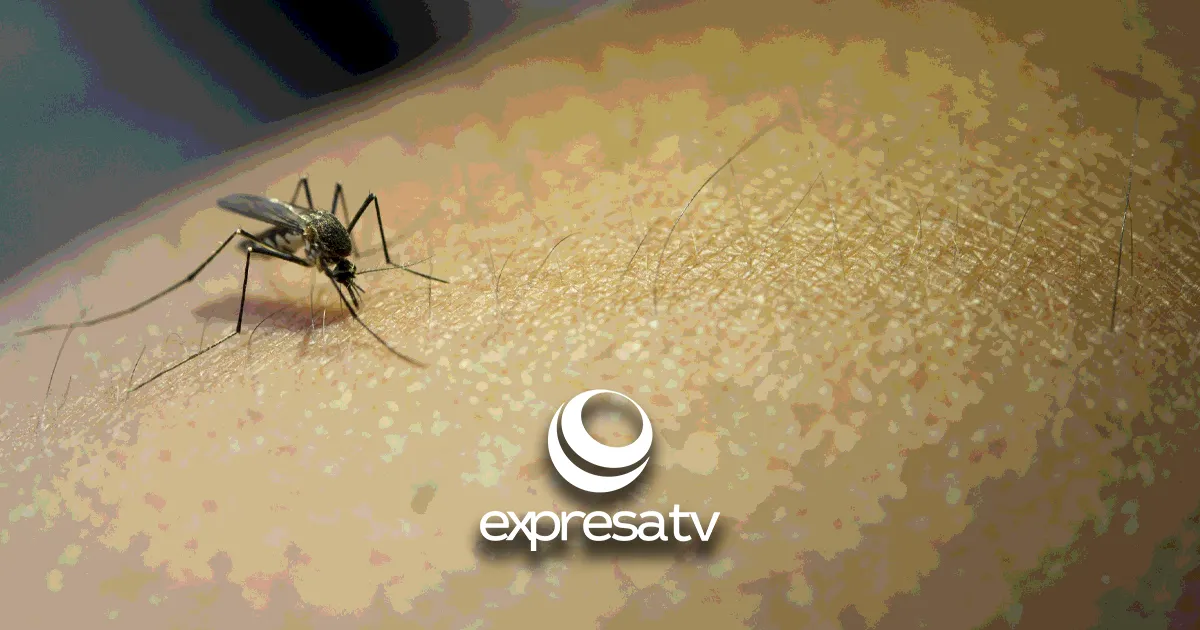 PREVENCIÓN DENGUE