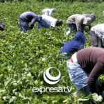 CAMPO GTO