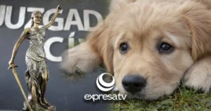 CÍVICO ANIMALES