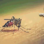 DENGUE