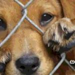 MALTRATO ANIMALES