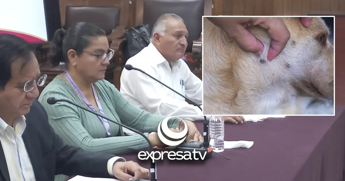 DENUNCIA ANIMALES