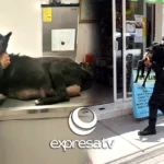 PERRITA MACHETAZOS
