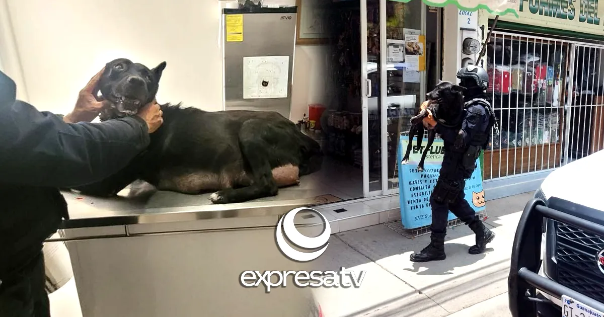 PERRITA MACHETAZOS