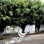ÁRBOLES