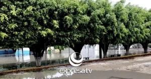 ÁRBOLES