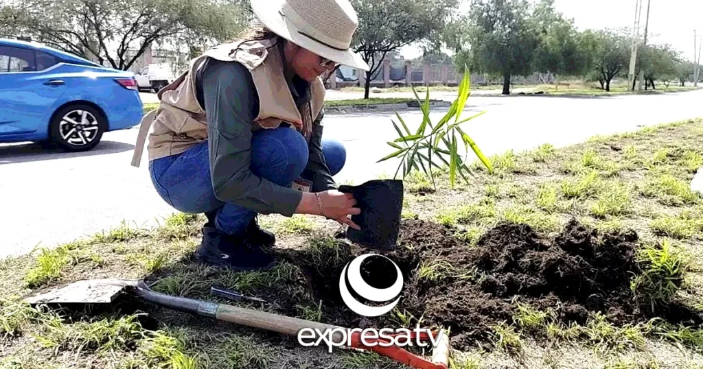 REFORESTACIÓN