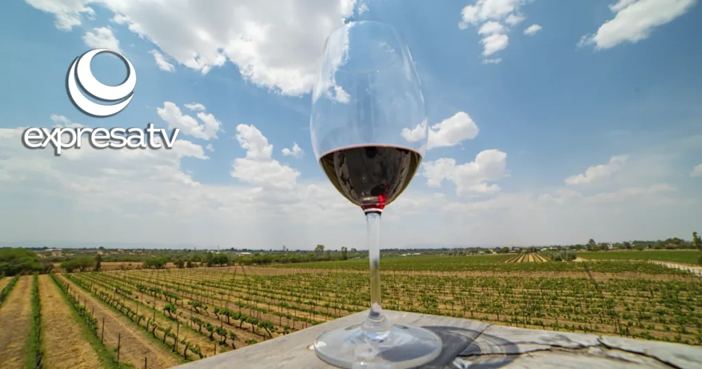 VINO